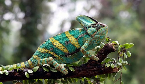 Reptiles en casa como mascota… ¿son buena idea?